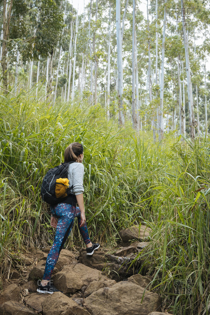 Hiker exploring forest, Ella, Uva, Sri Lanka