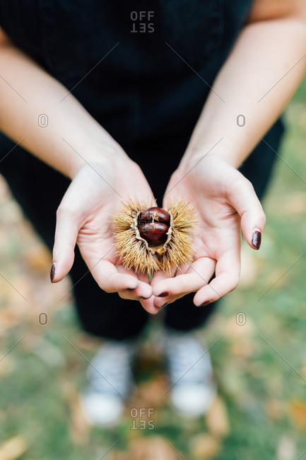 Woman holding a chestnut in her hands