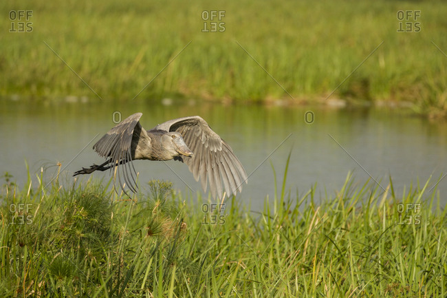 african shoebill flying