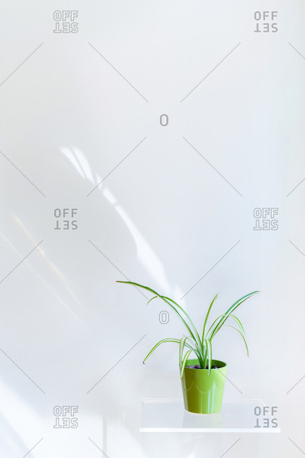 Conceptual interior design and minimal florist concept. Composition with white copy space.