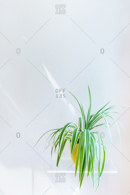 Conceptual interior design and minimal florist concept. Vertical composition with white copy space.