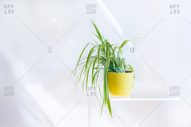 Conceptual interior design and minimal florist concept. Horizontal composition with white copy space.
