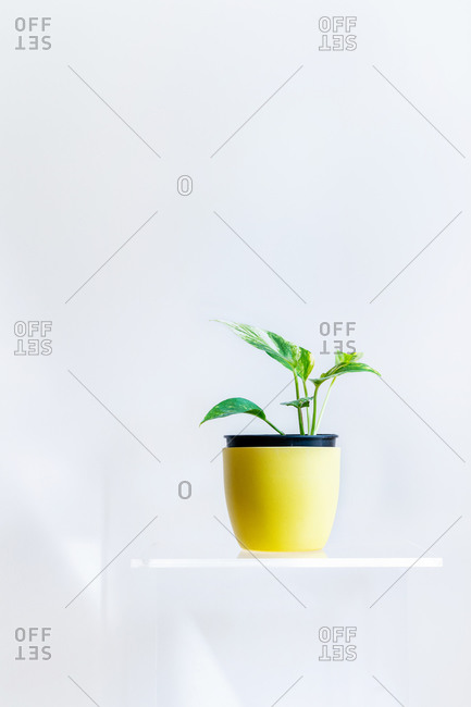 Conceptual interior design and minimal florist concept. Composition with white copy space. Artistic still life indoors.