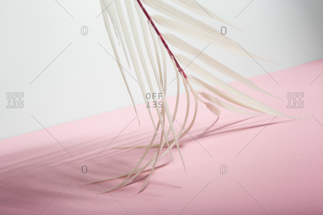 From below white tropical palm tree leaf arranged over pink and white background representing summer holidays on sunny beach