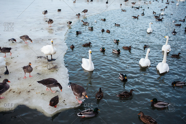 Ducks and swans swimming in an icy lake
