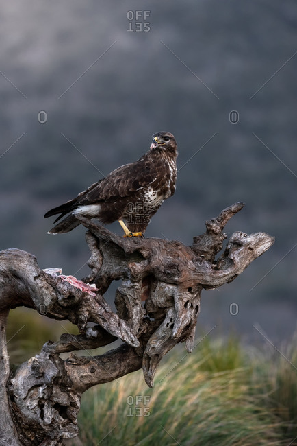 Common buzzard sitting on rough snag and waiting for prey on blurred background of grassland in nature