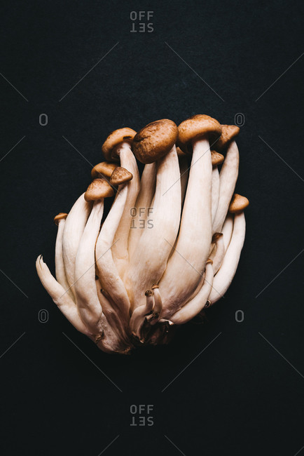 Bunch of mushrooms on black background