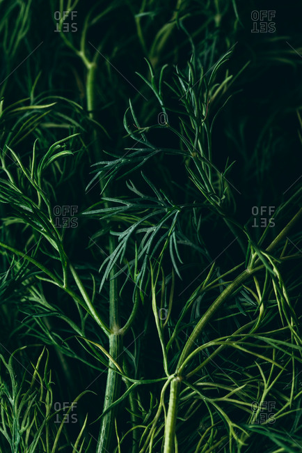 Close up of bunch of fresh dill
