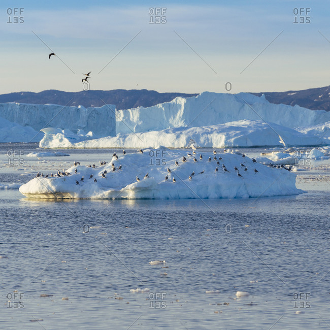 Ice floe, drift ice, Greenland, Arctic, Polar Regions Stock Photo - Alamy