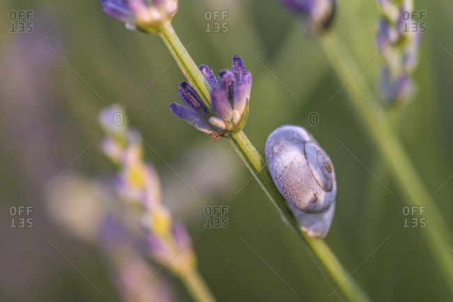 Macro shot of a snail shell in lavender field, Provence, southern France
