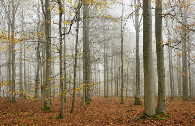 Beech forest with last yellow leaves in autumn, National Park in Kellerwald-Edersee, Hessen, Germany