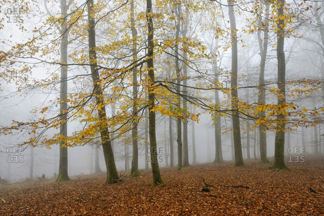 Beech forest with last yellow leaves in autumn, National Park in Kellerwald-Edersee, Hessen, Germany