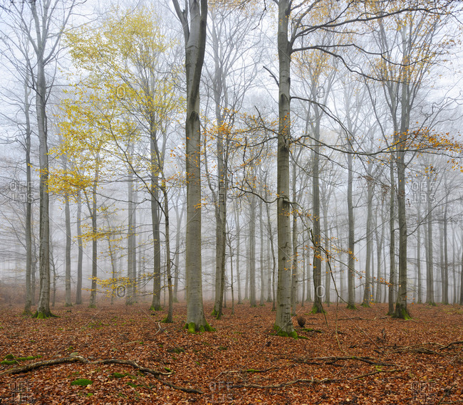 Beech forest with last yellow leaves in autumn, National Park in Kellerwald-Edersee, Hessen, Germany
