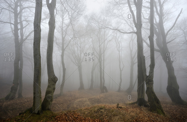 Mysterious forest in the fog, bizarre overgrown bare beech trees, autumn, Ore Mountains, Czech Republic
