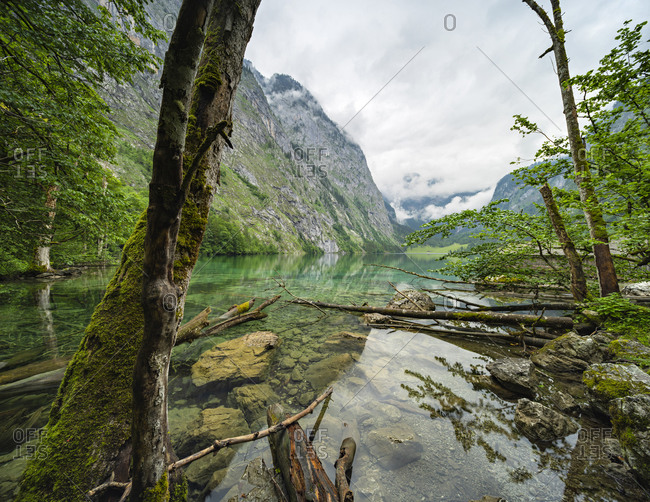Untouched nature on the shore of the Obersee, tree trunks in the water, low hanging clouds, Berchtesgaden National Park, Bavaria, Germany
