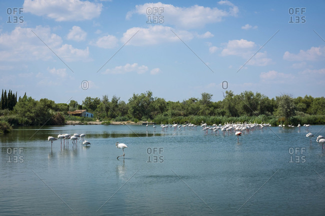 Flamingos in the Parc Ornithologique du Pont de Gau, Oiseaux de Camargue, Southern France