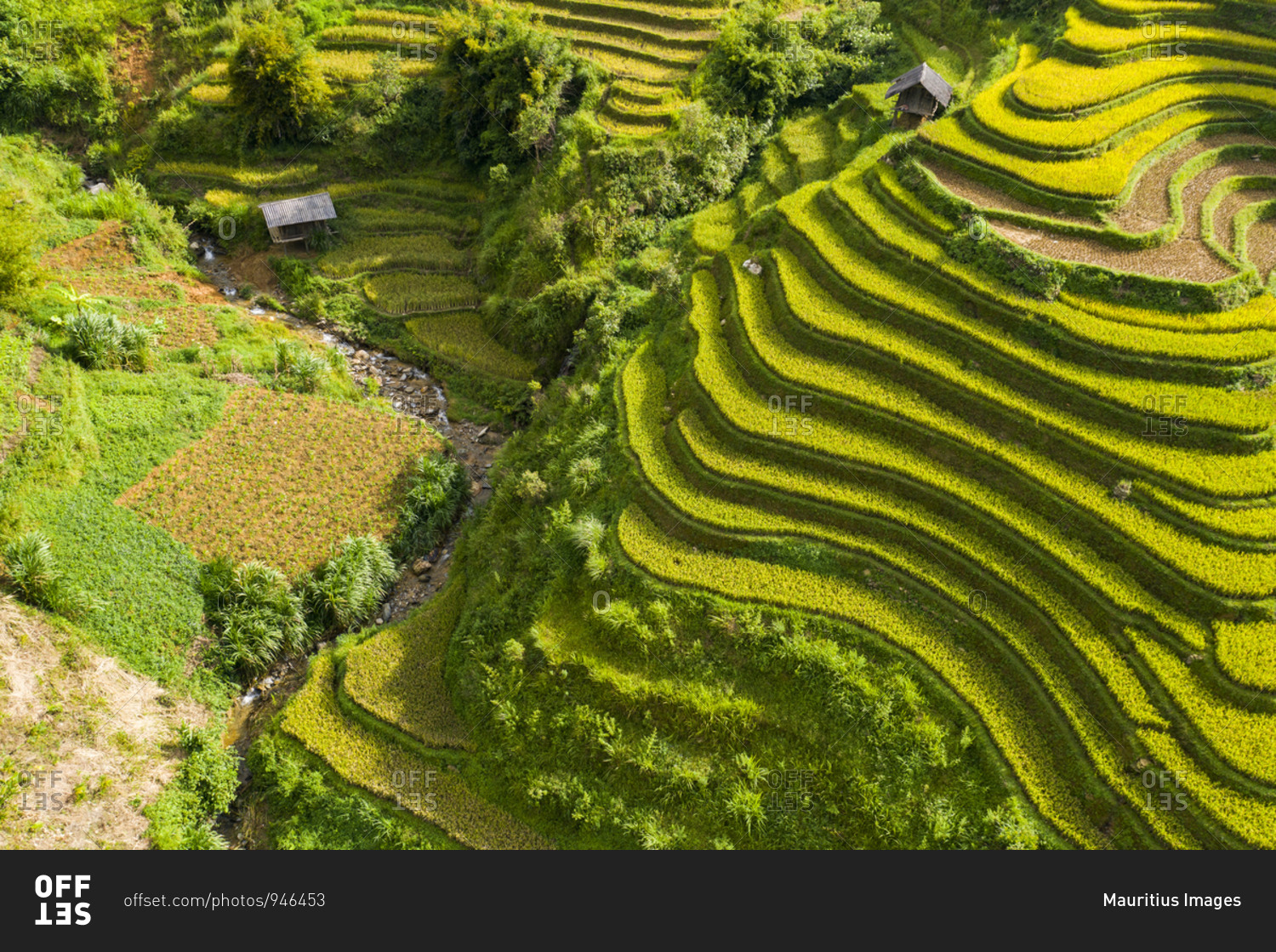 Golden rice terraces just before the harvest in North Vietnam, Mu Cang Chai, Vietnam