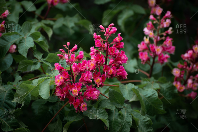 Pretty pink flowers blooming in early spring