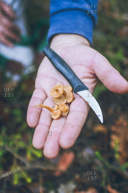 Spain- Hand of man holding kitchen knife and bunch of freshly picked yellowfoots (Craterellus tubaeformis)