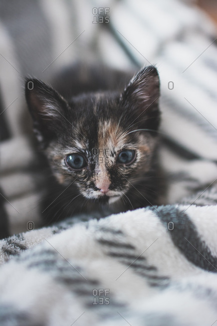 Portugal- Portrait of cute kitten lying on blanket