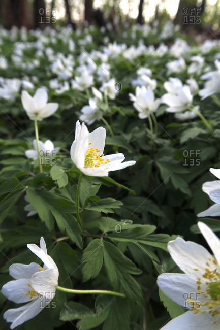 Germany- Bed of blooming wood anemones (Anemone nemorosa)