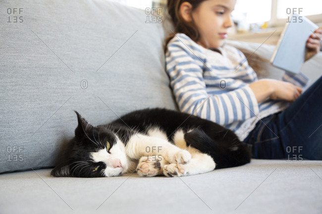 Portrait of cat snoozing on couch with girl using digital tablet in the background