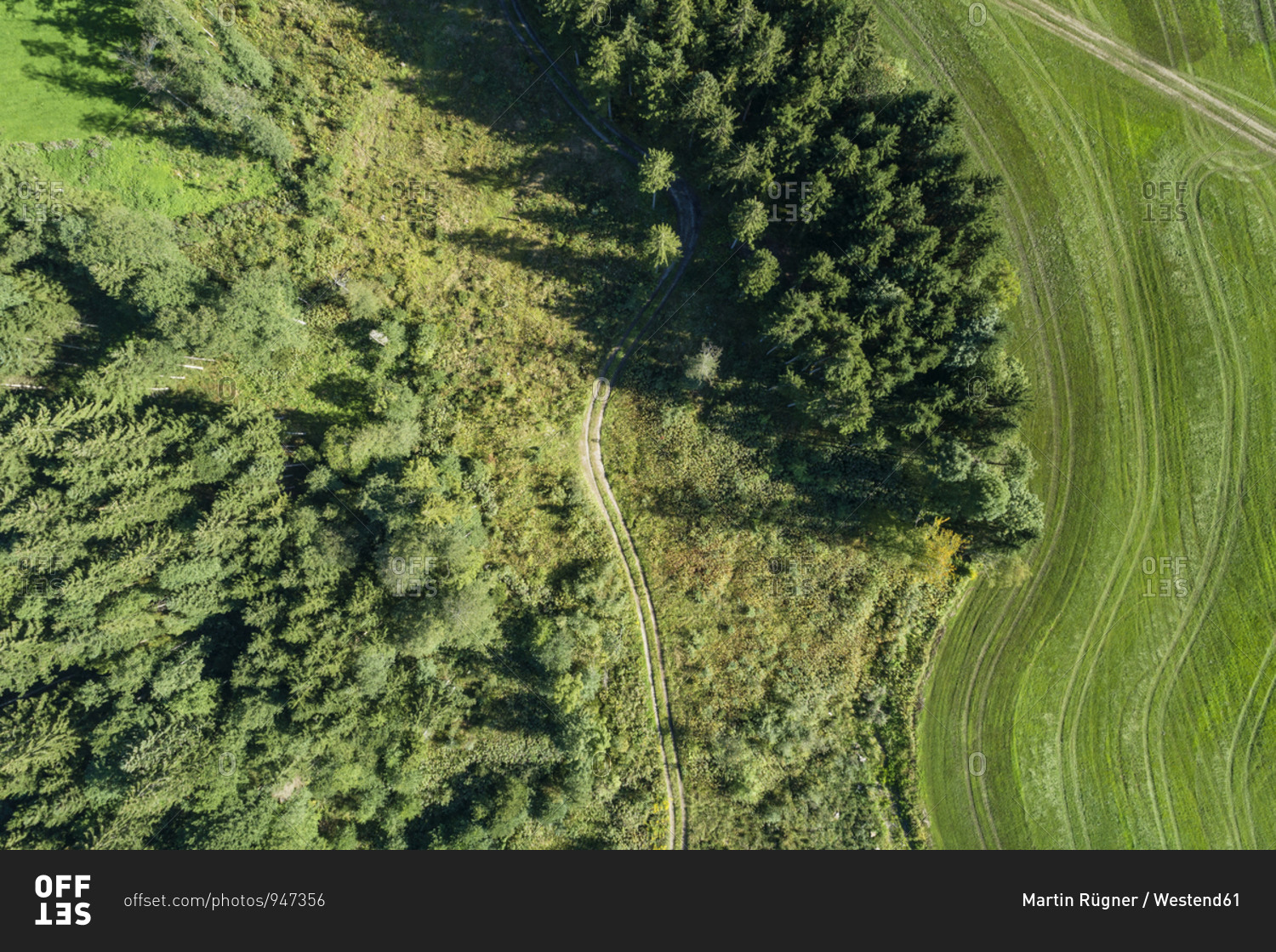 Germany- Bavaria- Drone view of green grove and meadow in summer