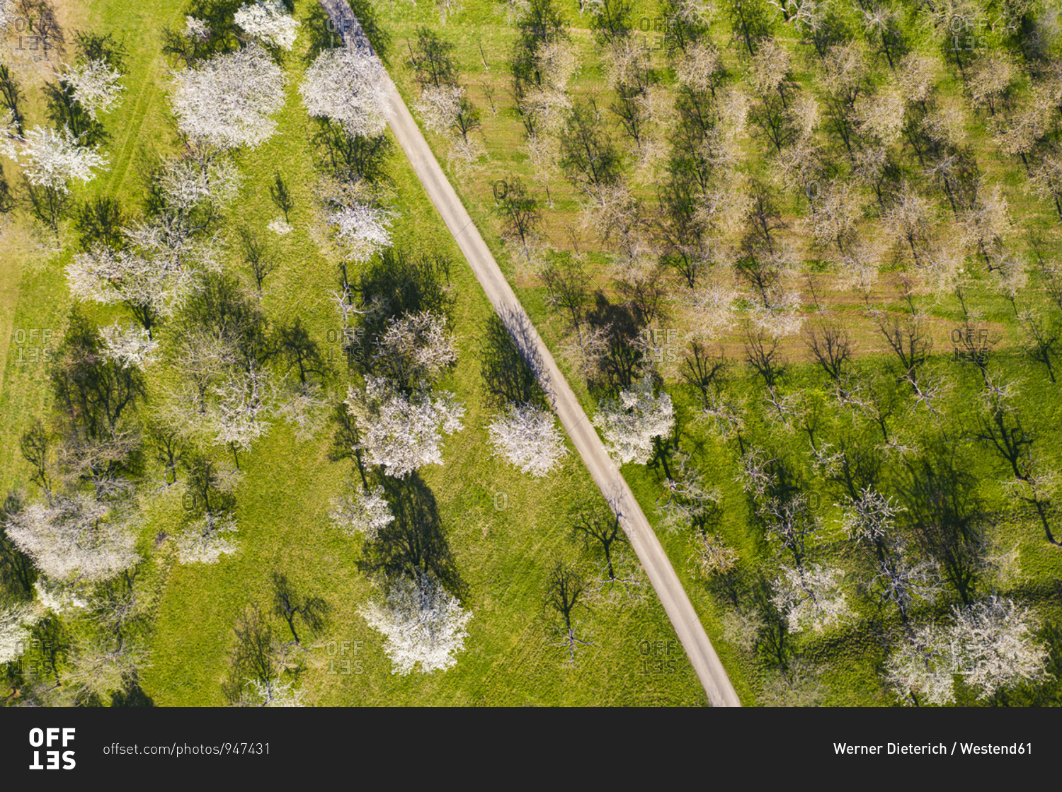 Germany- Baden-Wurttemberg- Neidlingen- Drone view of dirt road stretching across countryside orchard in spring