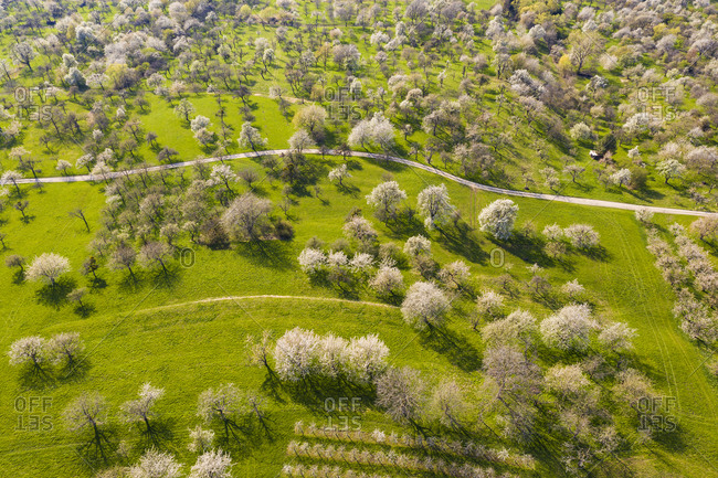 Germany- Baden-Wurttemberg- Owen- Drone view of dirt road stretching across countryside orchard in spring