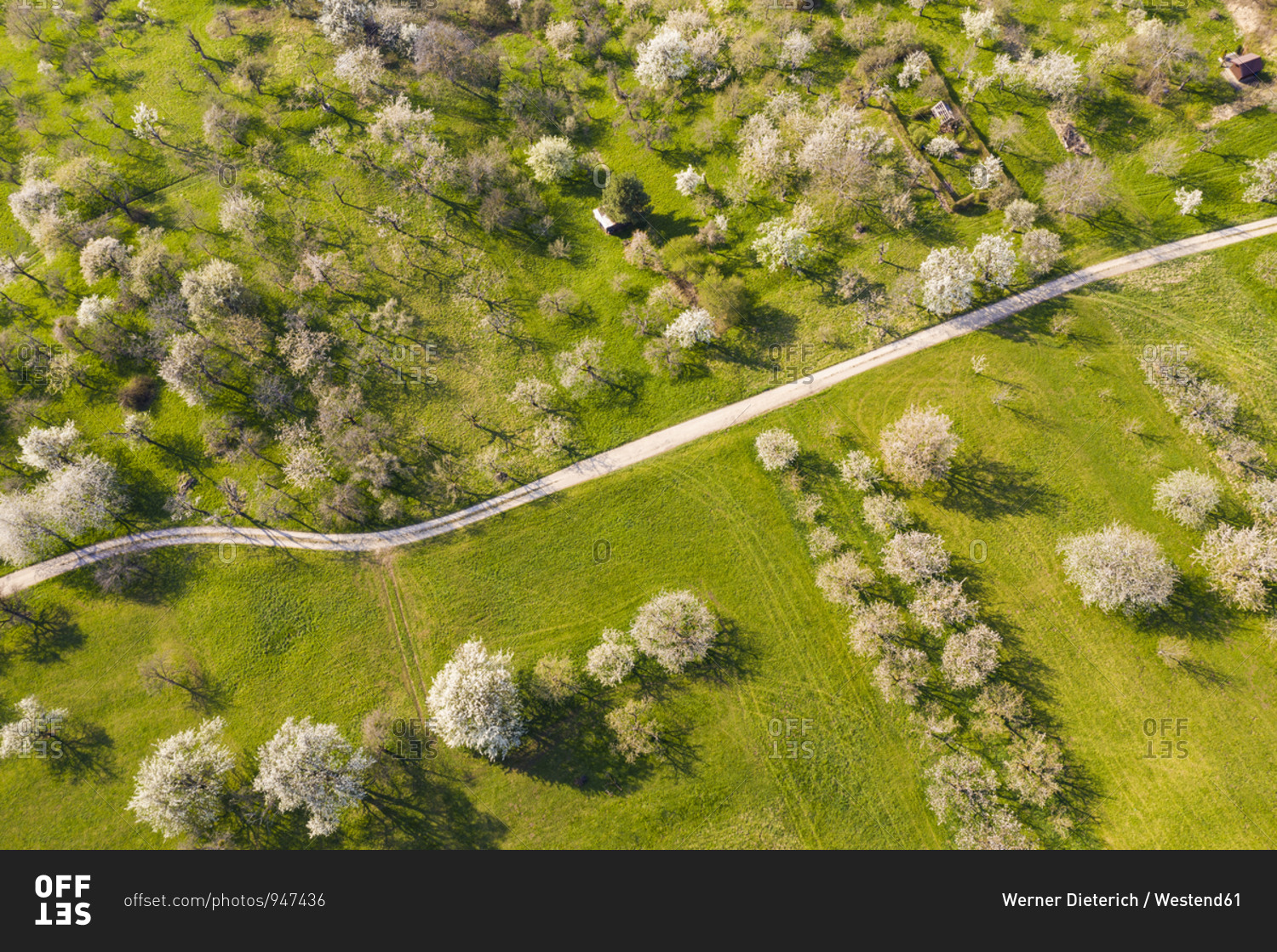 Germany- Baden-Wurttemberg- Owen- Drone view of dirt road stretching across countryside orchard in spring