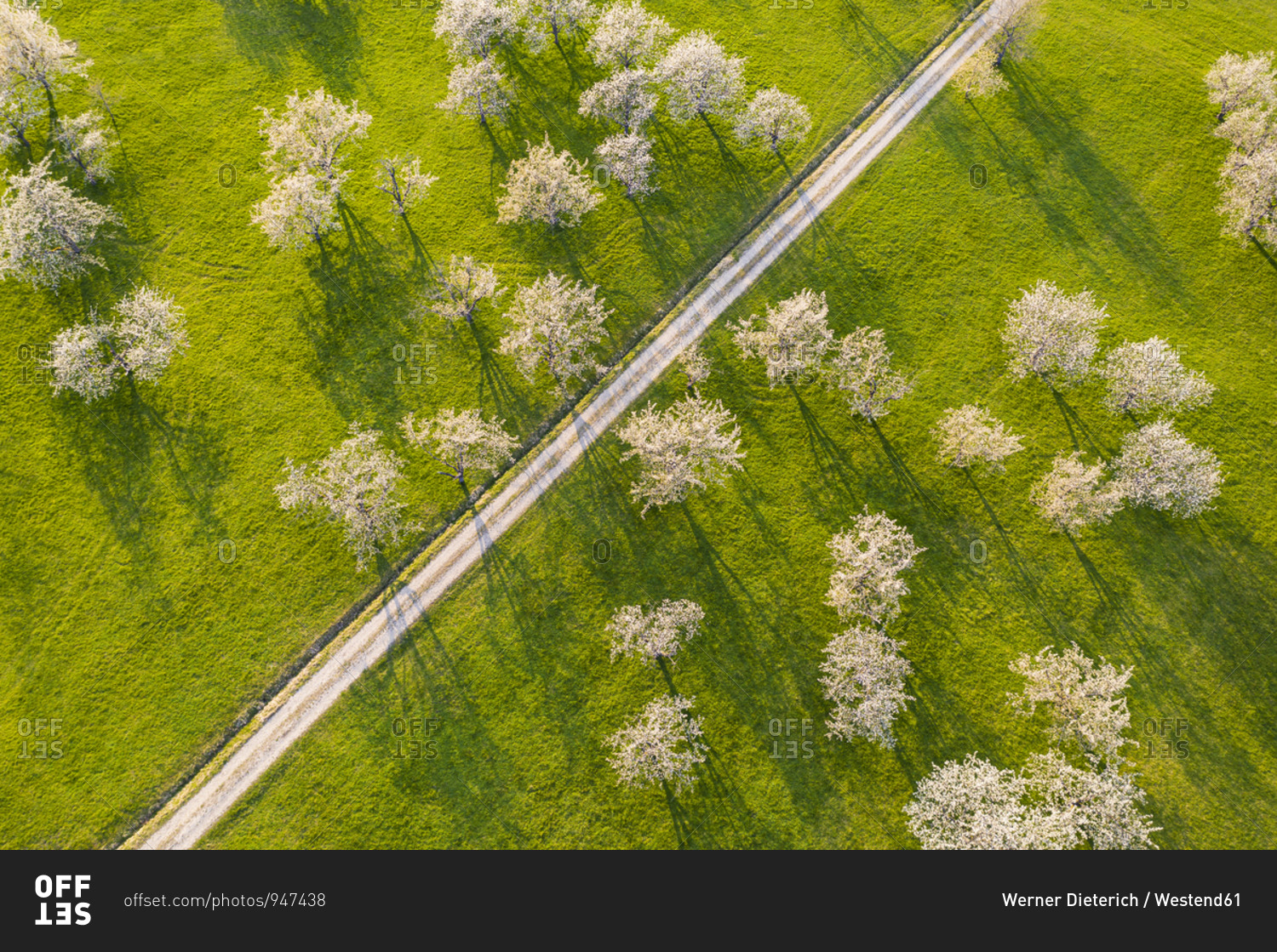 Germany- Baden-Wurttemberg- Beuren- Drone view of dirt road stretching across countryside orchard in spring