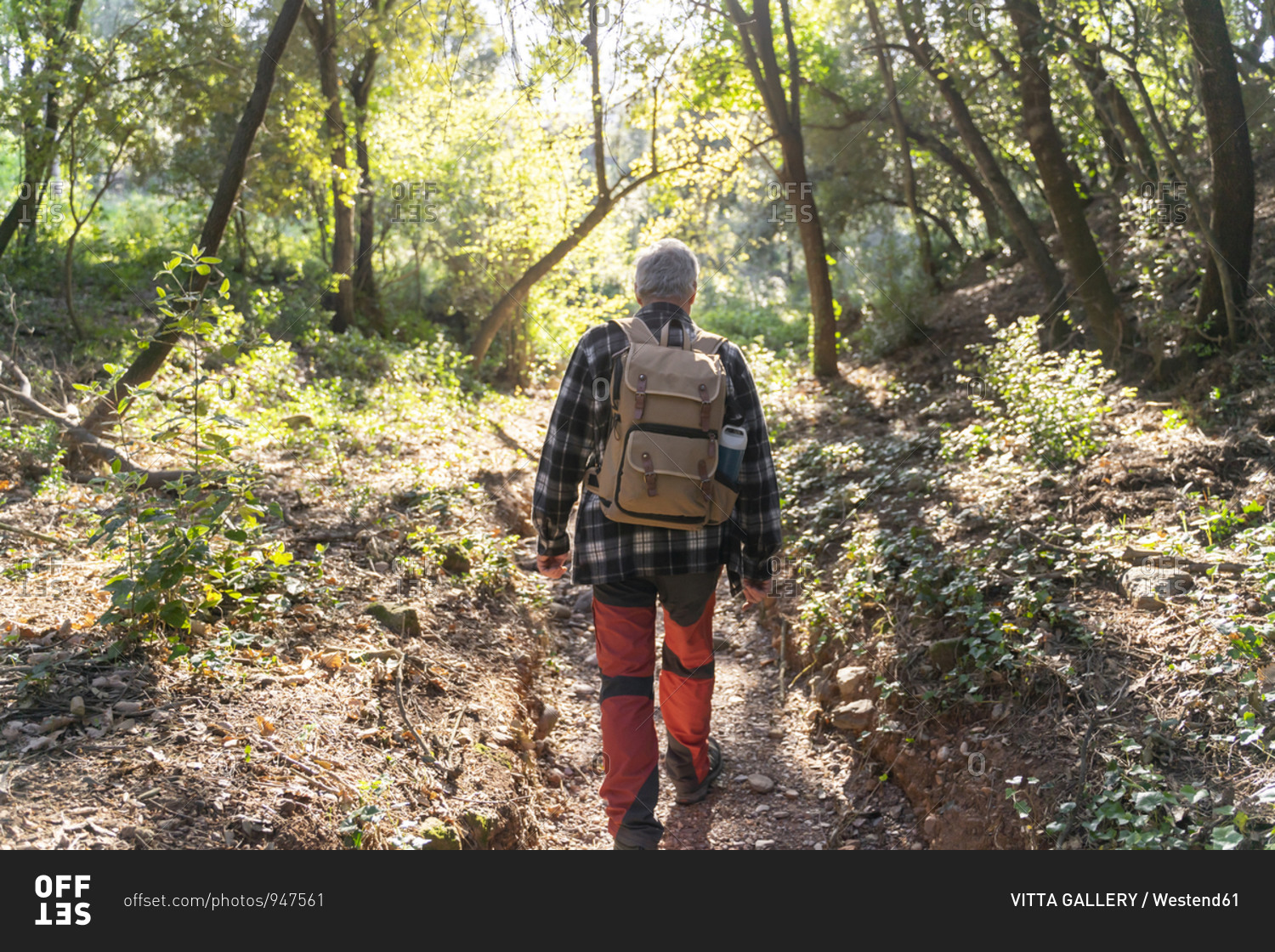 Back view of senior man with backpack hiking in forest