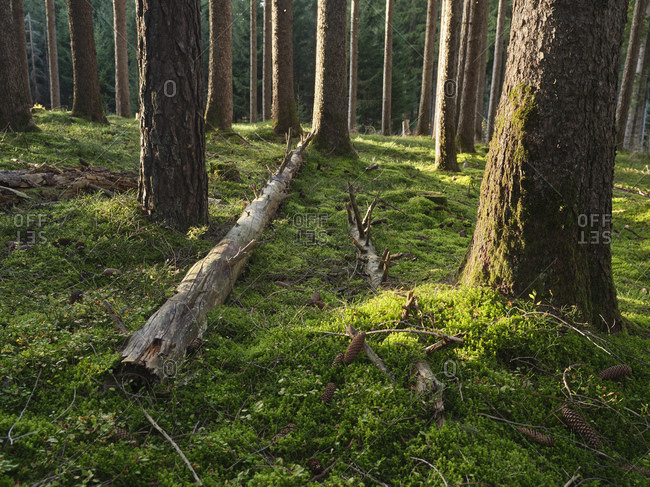 Austria- Tyrol- Lans- Fallen tree lying on mossy forest floor