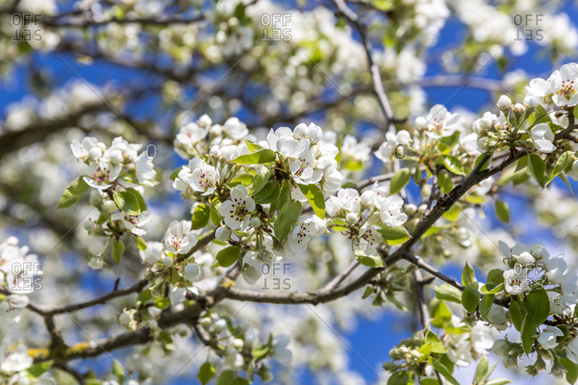 Germany- Branches of blossoming pear tree