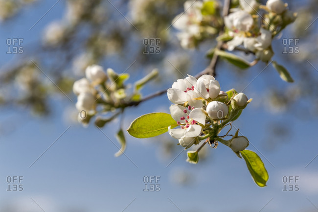 Germany- Branch of blossoming pear tree
