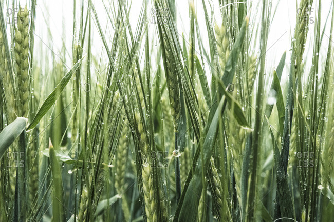 hordeum vulgare