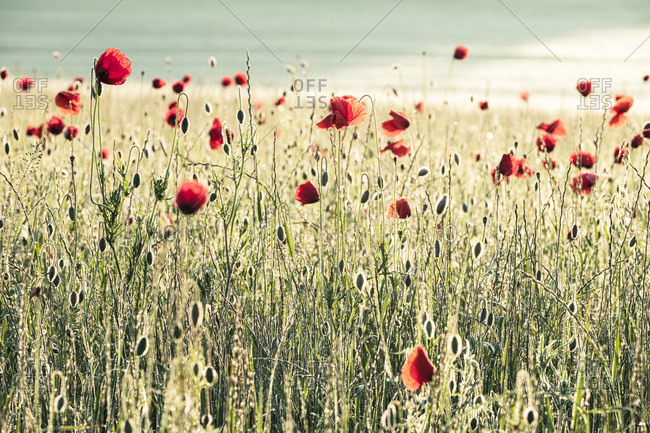 Germany- Corn poppies (Papaver rhoeas) blooming in meadow at dawn