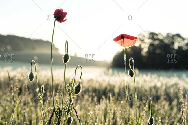 Germany- Corn poppies (Papaver rhoeas) blooming in meadow at sunrise