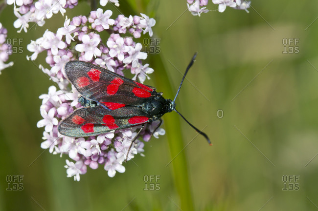 Germany- Close-up of five-spot burnet (Zygaena trifolii) perching on blooming wildflowers