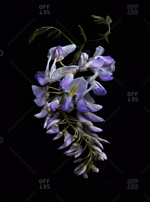 Wisteria Bloom Still Life on Black