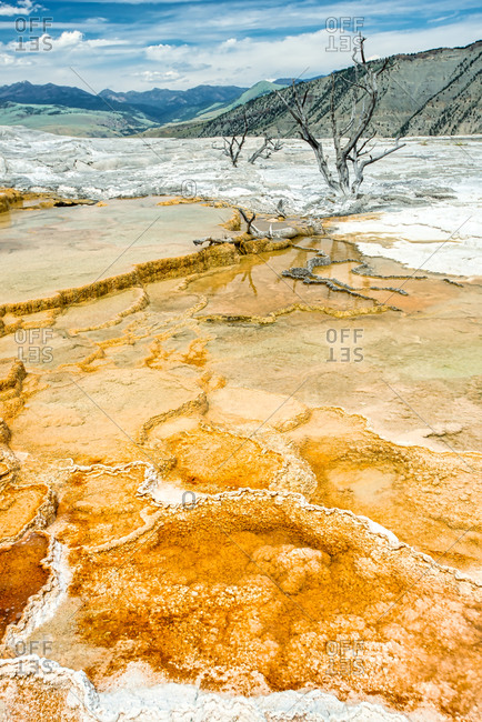 Mammoth travertine terraces with dead trees in Yellowstone National Park