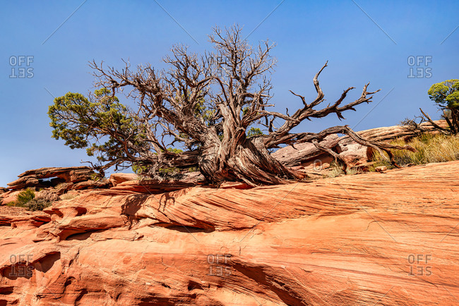 Twisted tree in Canyonlands National Park