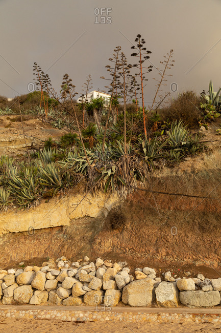 Agave Americana in blossom on the coast of southern Portugal.