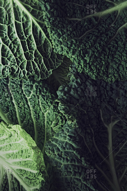 Close up detail shot of Savoy cabbage leaves. Background and texture.