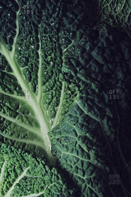 Close up detail shot of Savoy cabbage leaves. Background and texture.