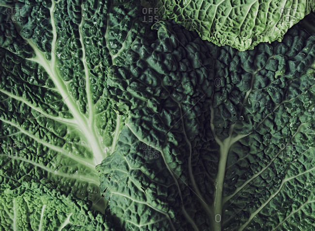 Close up detail shot of Savoy cabbage leaves. Background and texture.