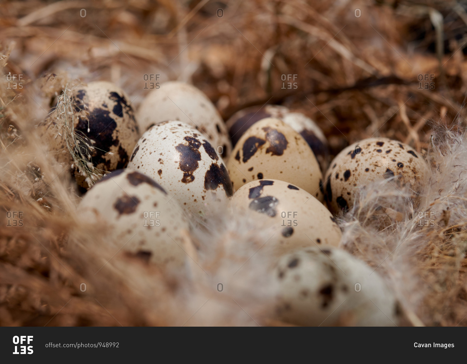 Quail eggs in hay nest