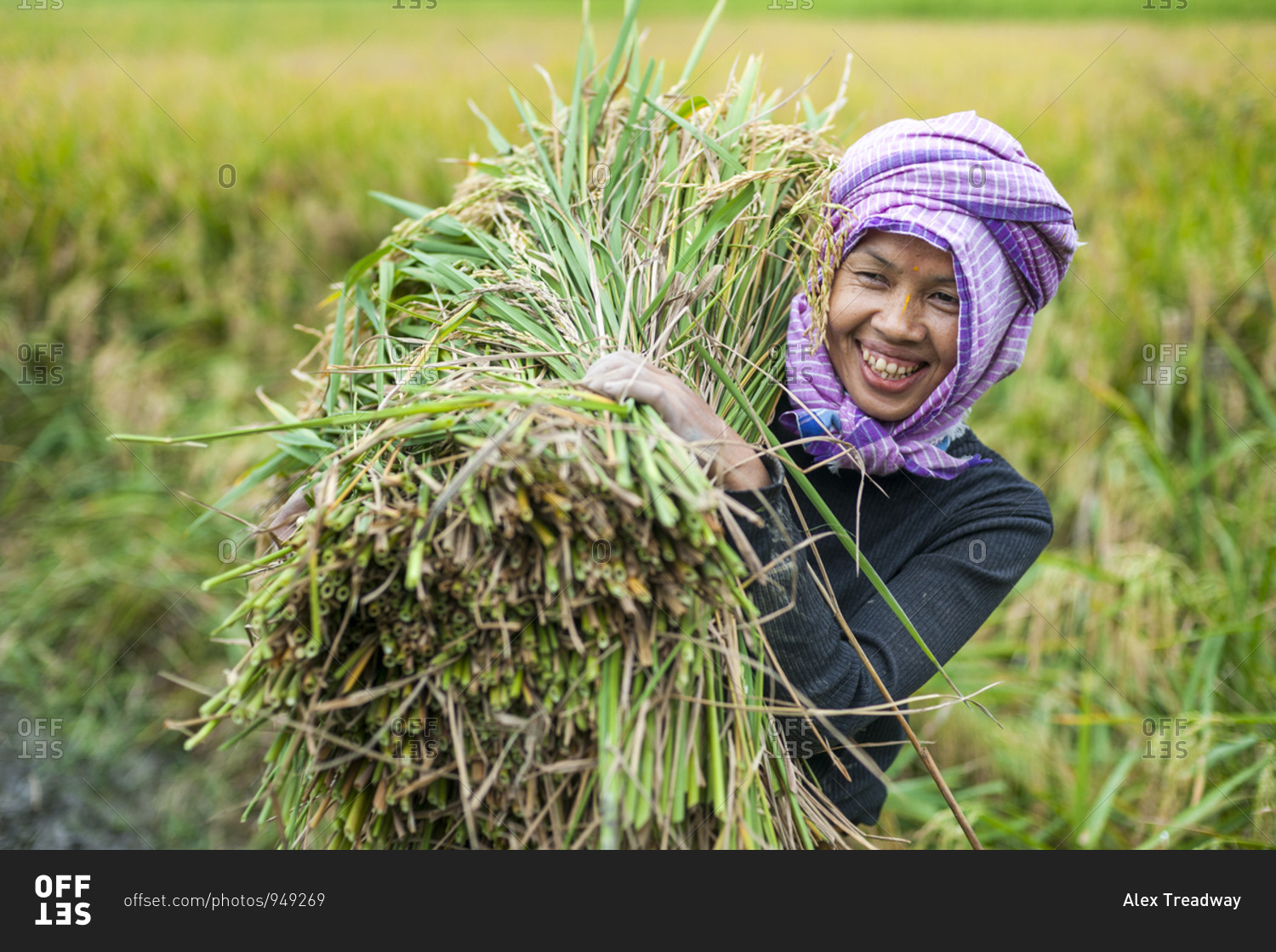 A woman carries a bundle of freshly harvested rice in north east India
