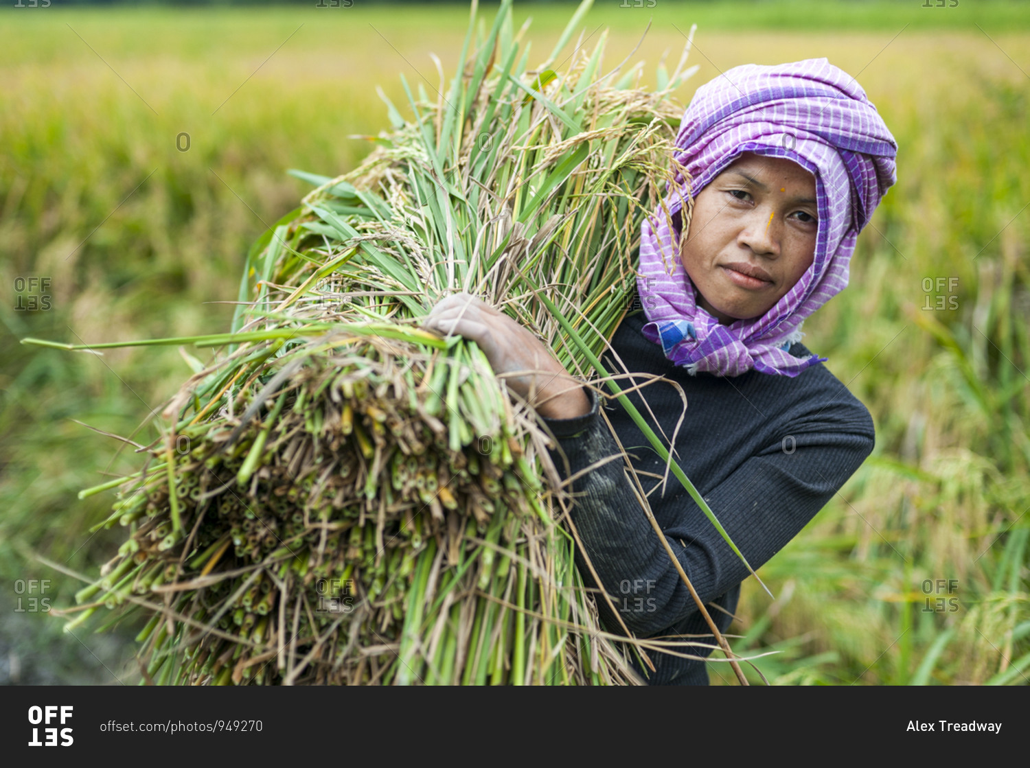 A woman carries a bundle of freshly harvested rice in north east India