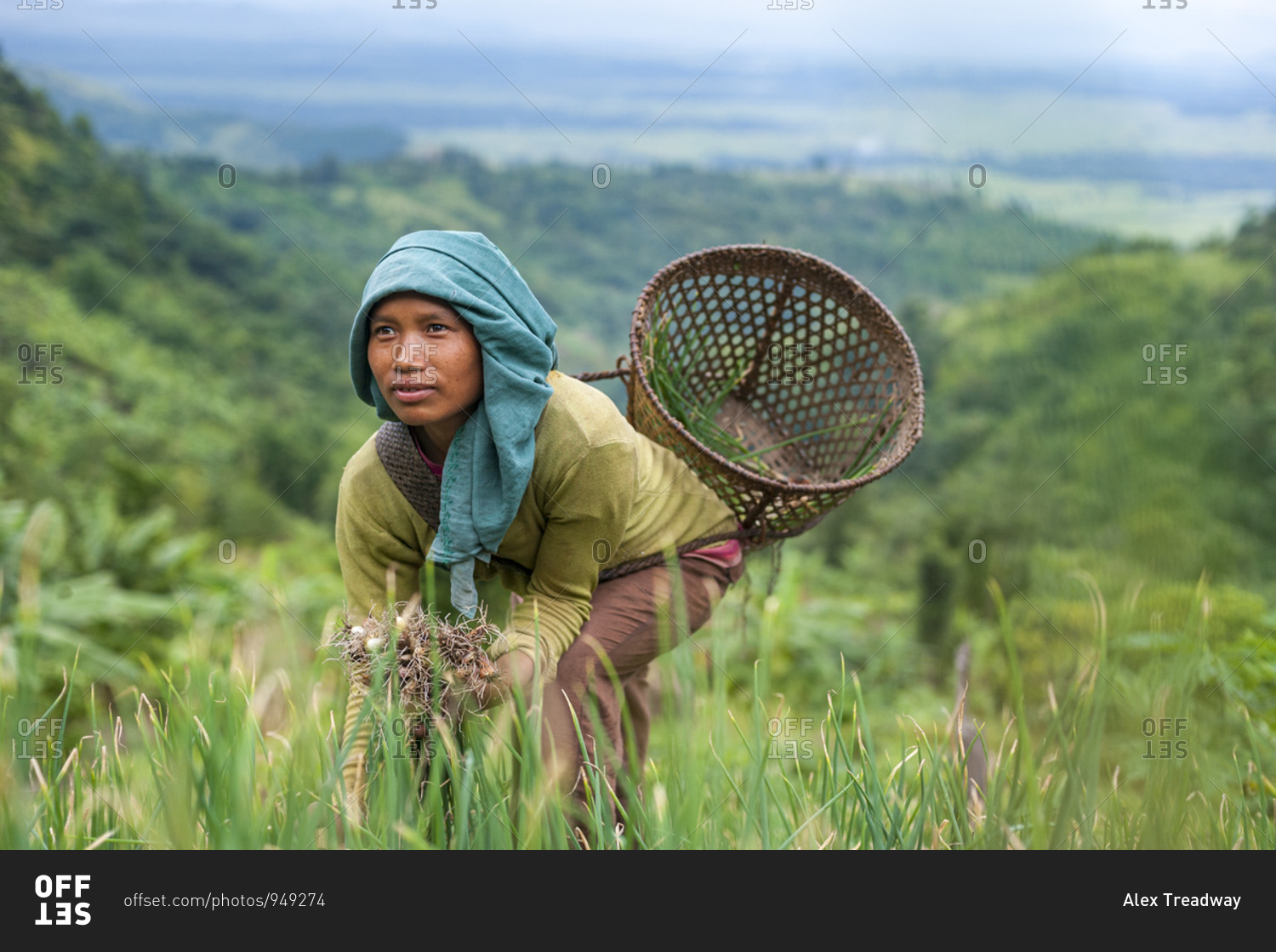 A girl collects spring onions on the verdant green slopes of Manipur in north east India